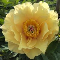 Pianta di peonia gialla, peonia Bartzella