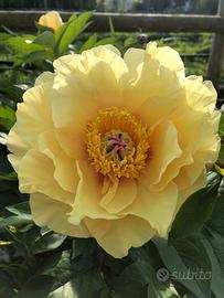 Pianta di peonia gialla, peonia Bartzella