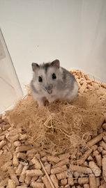 Criceti siberiani