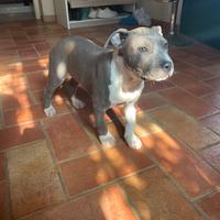 Cuccioli amstaff blu pedigree
