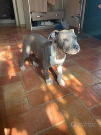 Cuccioli amstaff blu pedigree