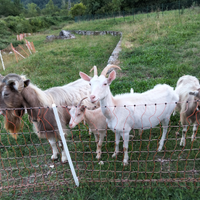 Capra Saanen / Toggemburg