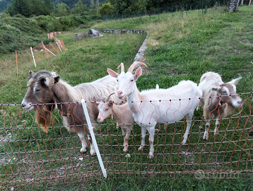 Capra Saanen / Toggemburg