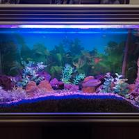 acquario Wave 150 lt