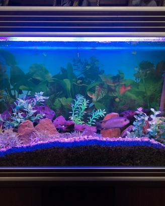 acquario Wave 150 lt