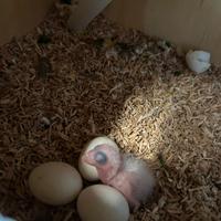 Pappagalli Caicco Testa Gialla