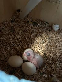 Pappagalli Caicco Testa Gialla