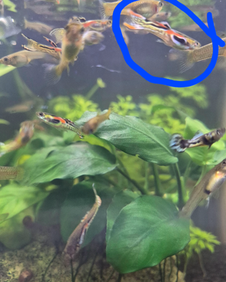 Pesce Endler maschi