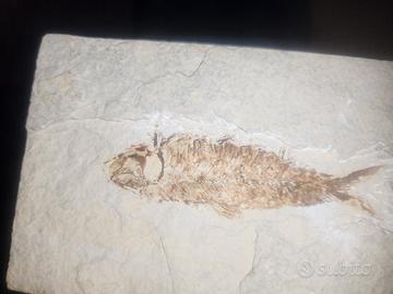 fossili provenienza dolomiti