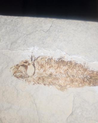 fossili provenienza dolomiti