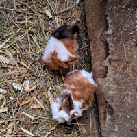 Cuccioli di porcellino d'india/cavia peruviana