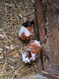 Cuccioli di porcellino d'india/cavia peruviana