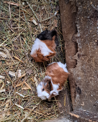 Cuccioli di porcellino d'india/cavia peruviana