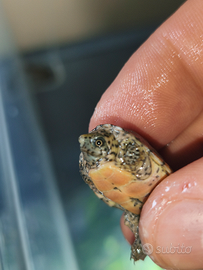 Tartaruga Sternotherus minor