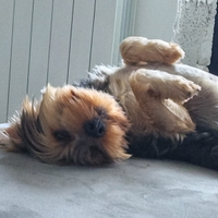 Yorkshire per accoppiamento