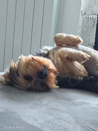 Yorkshire per accoppiamento