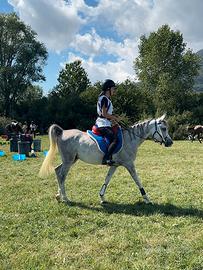 Cavallo