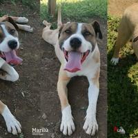 Brad, cucciolone bello, docile e giocherellone