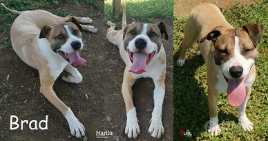 Brad, cucciolone bello, docile e giocherellone