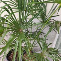 palme trachicarpus fortunei