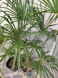 palme trachicarpus fortunei