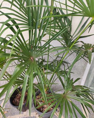 palme trachicarpus fortunei