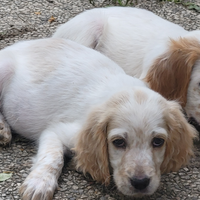 Cuccioli setter inglesi