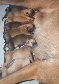 Cuccioli Malinois