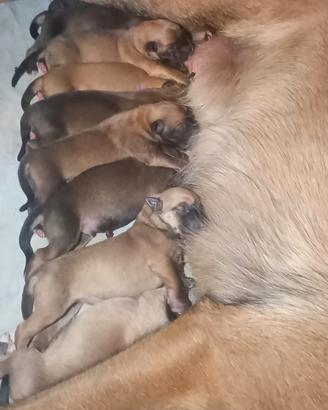 Cuccioli Malinois