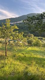 Vendita terreno Ciorlano (CE)