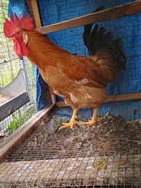 Gallo di bionda piemontese no galline e pulcini