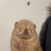 Chow chow