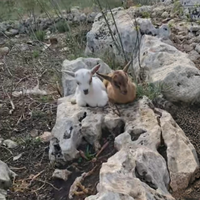 Caprette tibetane originali