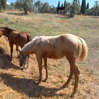 Puledra quarter horse