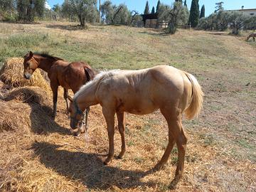 Puledra quarter horse