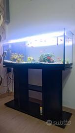 Acquario 