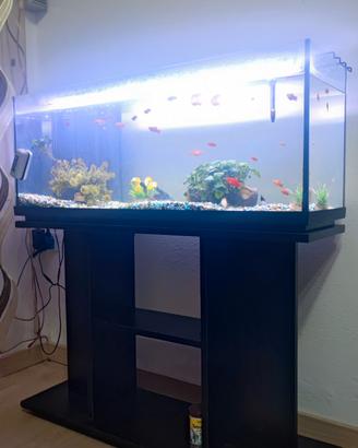 Acquario 