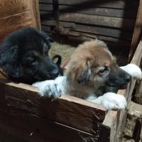 Cucciole pastore del caucaso