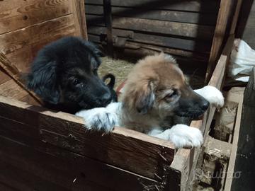 Cucciole pastore del caucaso