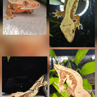 Pitoni reali e gechi cigliatus