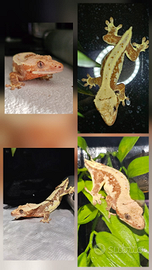 Pitoni reali e gechi cigliatus