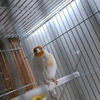 Cardellina mezza taglia