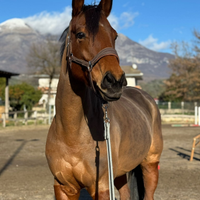 Vendita puro sangue inglese