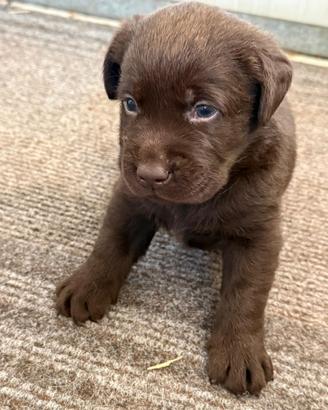 Cucciole Labrador