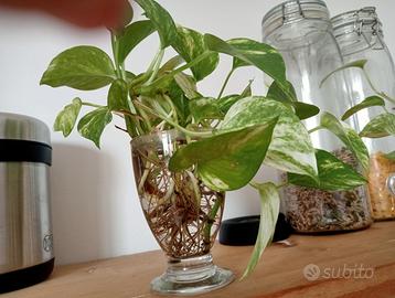 Talee o piante in vaso.   Pothos