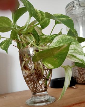 Talee o piante in vaso.   Pothos