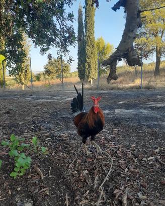 Gallo