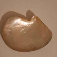 conchiglia in madreperla 