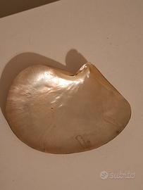 conchiglia in madreperla 