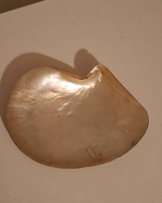 conchiglia in madreperla 